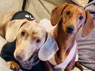 Dachshund dogs Dachshund puppies - Advert 10