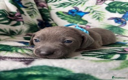 Mixed Breed dogs for sale: Beautiful Daffys - staffy cross dachshund  - Image 16