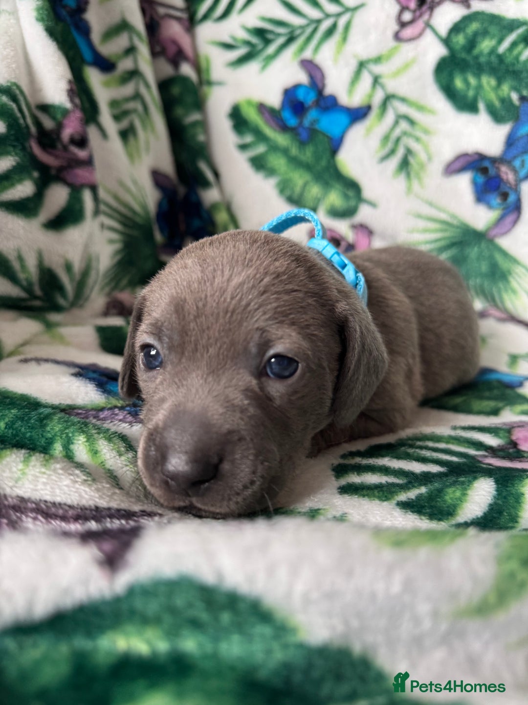 Mixed Breed dogs for sale: Beautiful Daffys - staffy cross dachshund  - Image 16