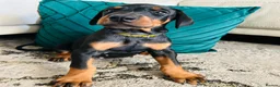Dobermann dogs for sale: KC registered exclusive Dobermann puppies  - Advert 33