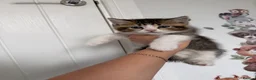 Mixed Breed cats for sale: Mixed breed British shorthair kittens  - Advert 16
