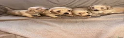 Miniature Dachshund dogs for sale: Here my 4 beautiful miniature dachshund - Advert 8