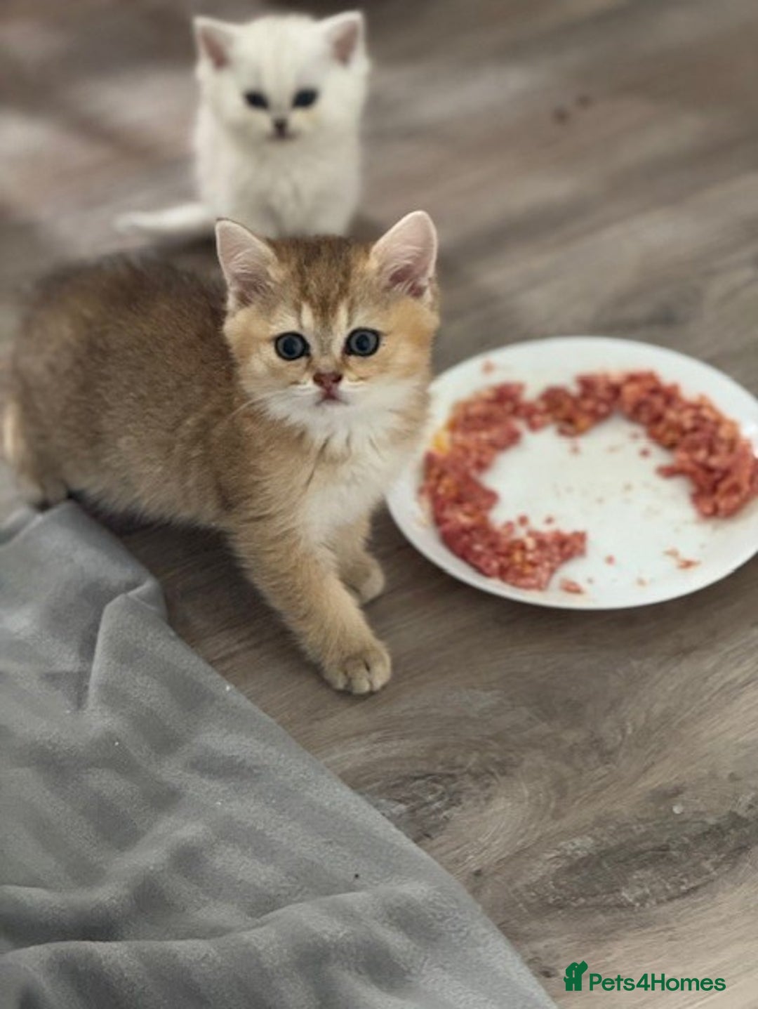 British Shorthair cats for sale: Championship Line Golden Tipped British Shorthair  - Image 5