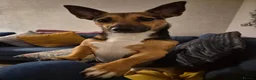 Jack Russell dogs for sale: Gus: Affectionate Jack Russell Seeks Loving Home - Advert 27