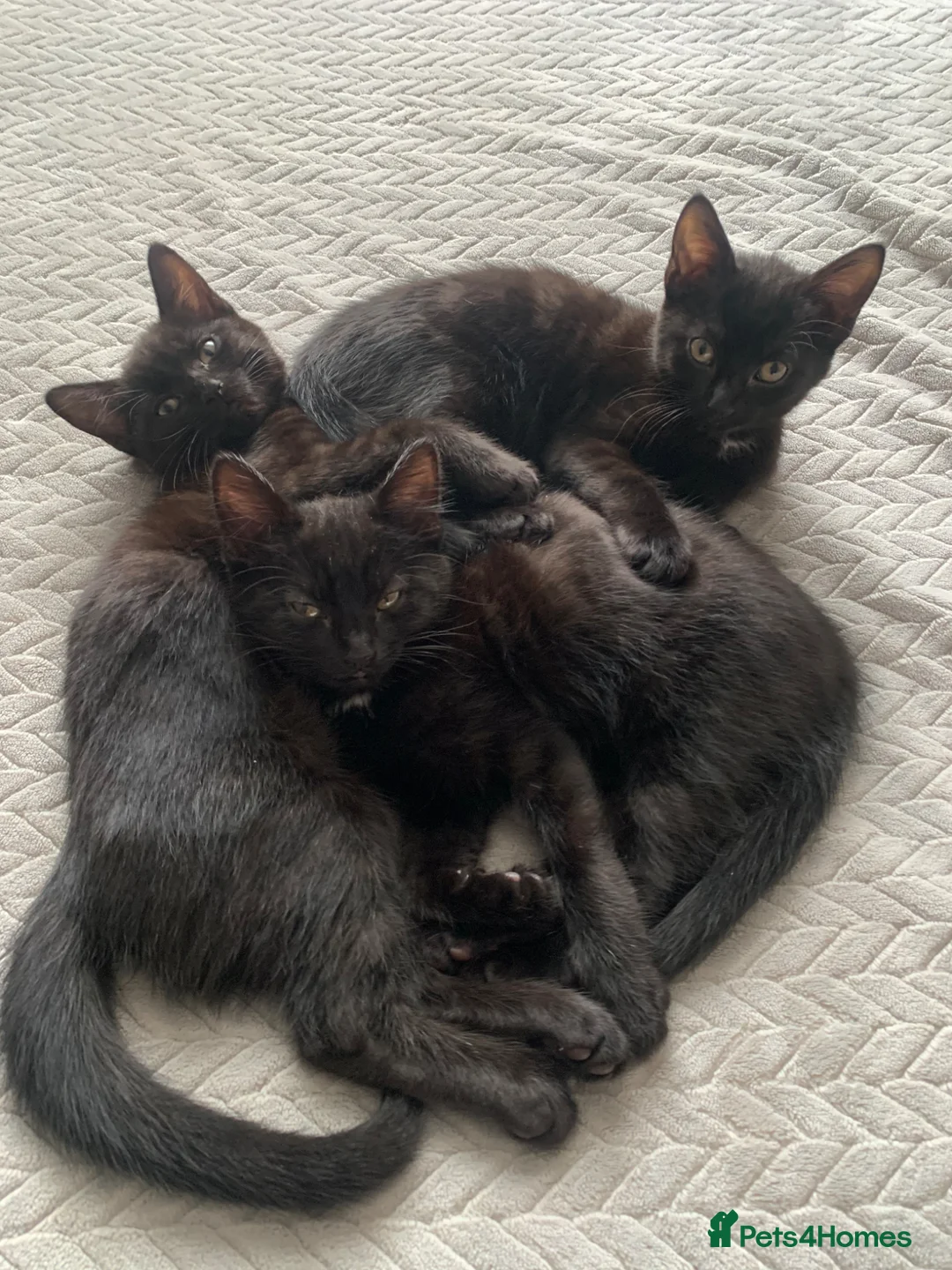 Mixed Breed cats for sale: Beautiful black/brown tabby’s  in Newcastle upon Tyne - Advert 2