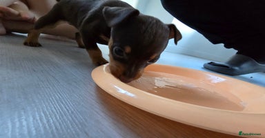Miniature Pinscher dogs - Advert 12