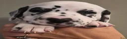Dalmatian dogs for sale: A Symphony of Spots & Sweetness–Dalmatian Puppies in Oxford - Advert 10