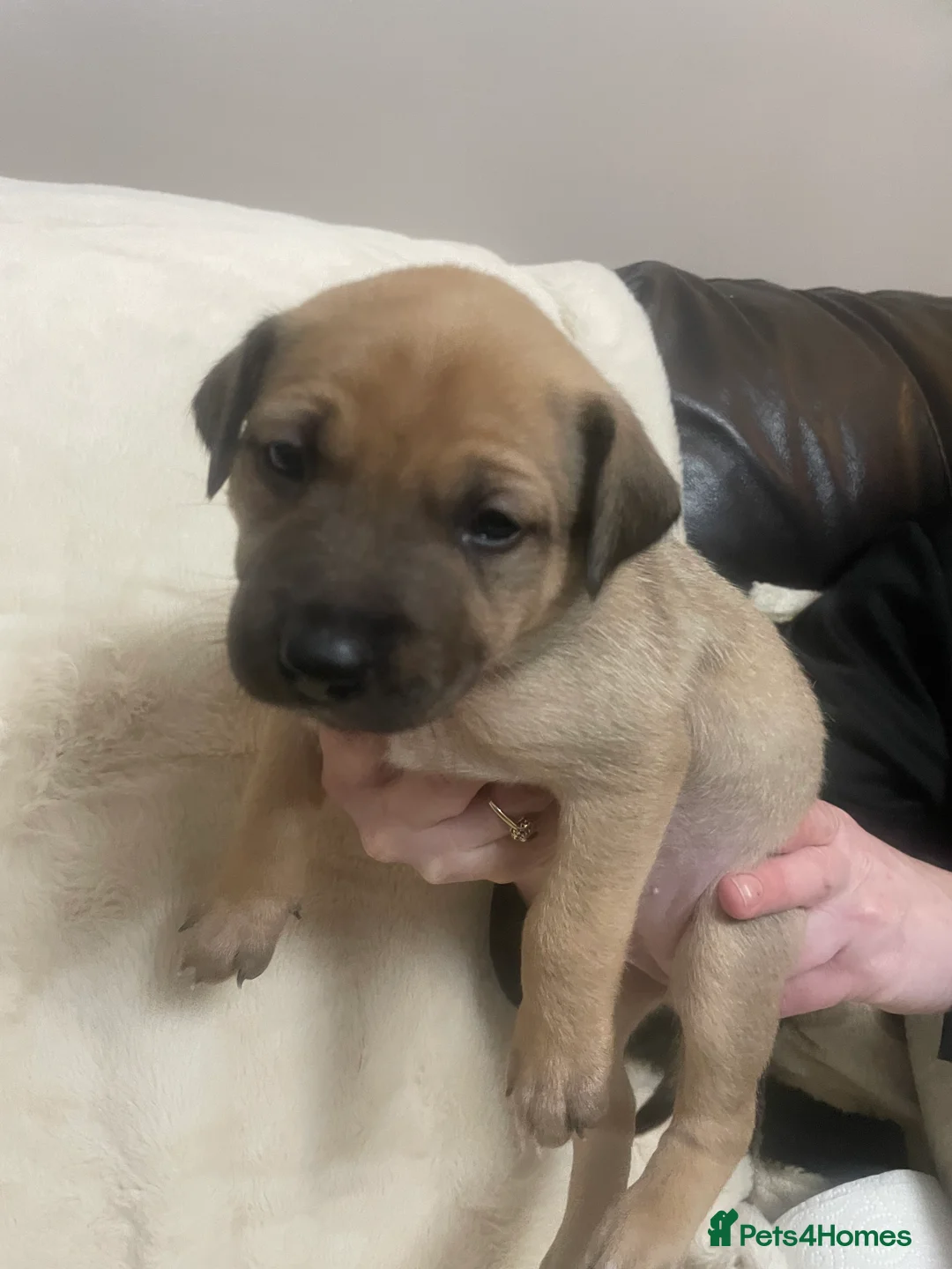 Mixed Breed dogs for sale: Beautiful Staffy x Collie Pups, 4 male 5 girls - Advert 20