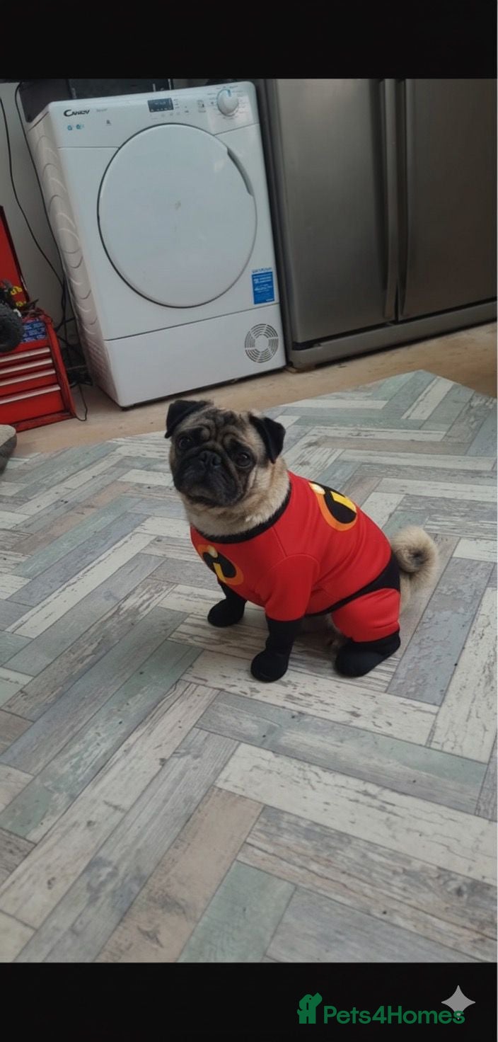 Pug dogs Basil, 5yr old Pug - Advert 2