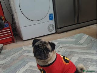 Pug dogs Basil, 5yr old Pug - Advert 2