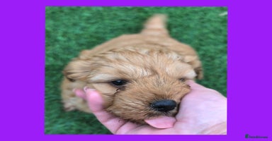 Cockapoo dogs - Advert 4