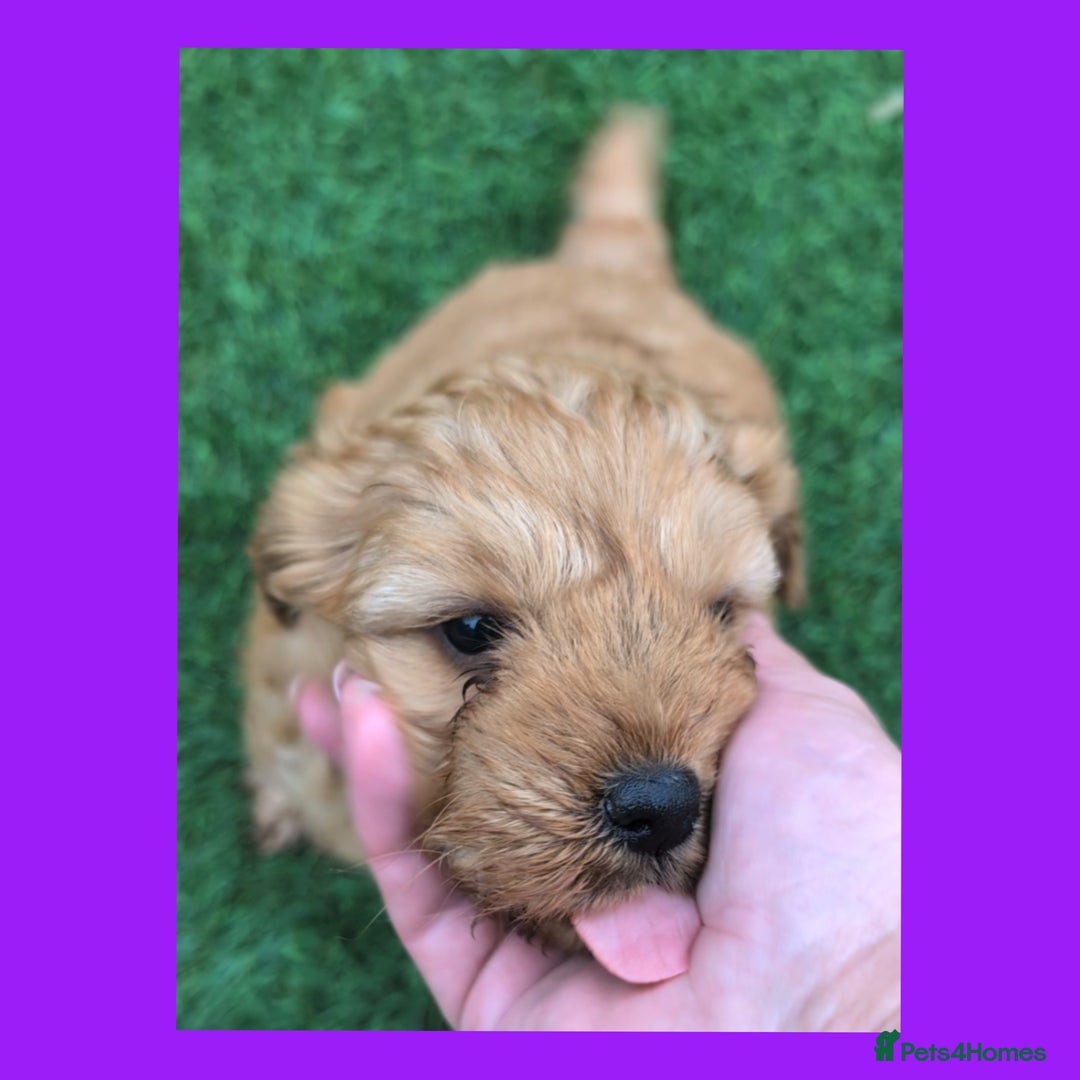 Cockapoo dogs for sale: 1 x Beautiful Red Cockerpoo Pup For Sale - Image 2