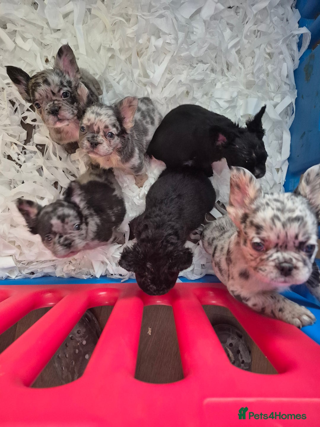 French Bulldog dogs for sale: Fluffy french bulldogs +c2  - Image 2