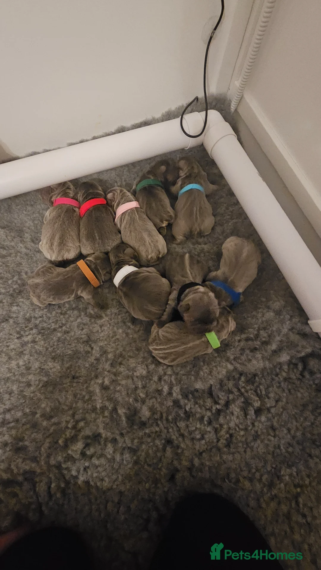 French Bulldog dogs for sale: Pati’s Prestige Pups — Bonnie’s Special Litter in Egremont - Advert 40