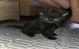 British Shorthair cats for sale: 🐱 KITTENS FOR SALE 🐱 - Image 4