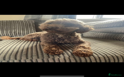 Cavapoo dogs for sale: Beautiful F1bb cavapoo pups - Image 23