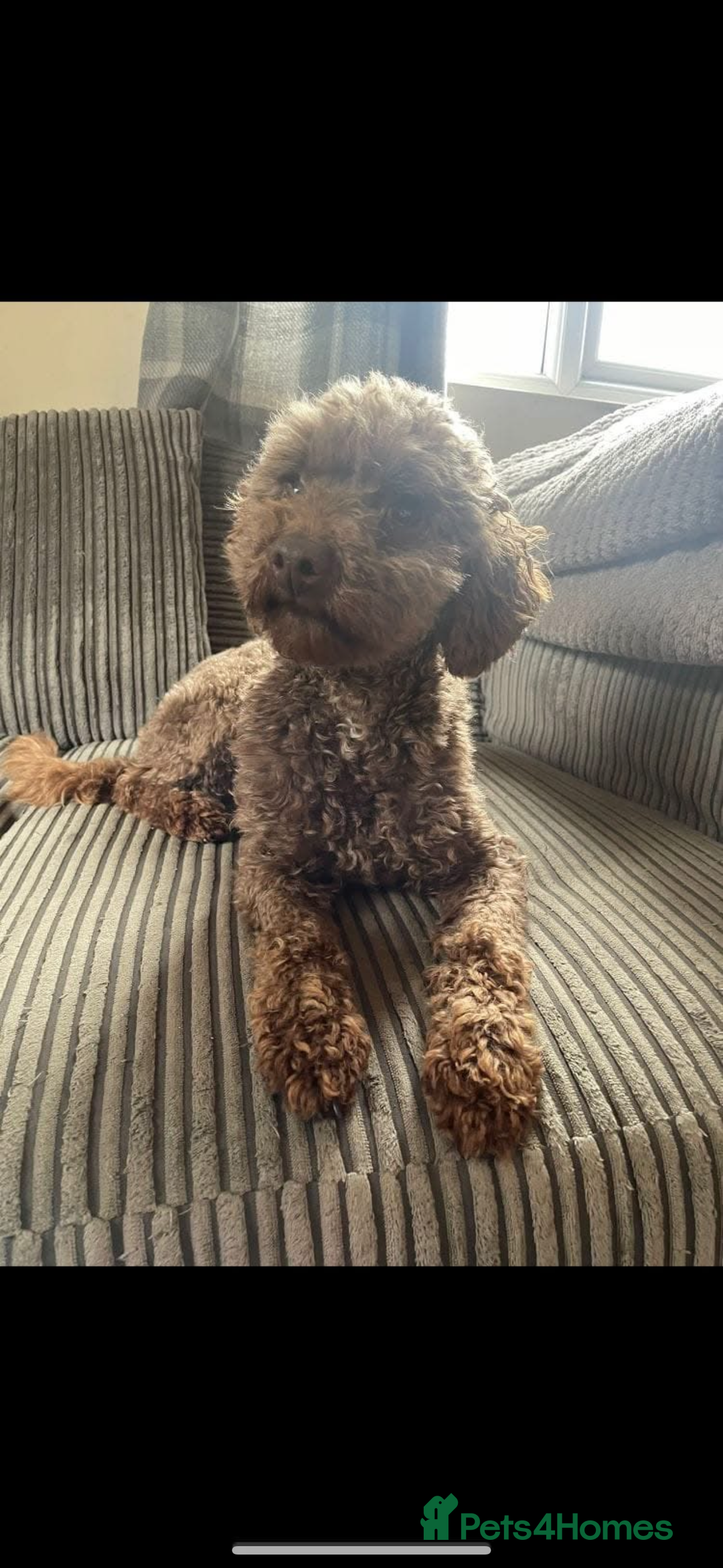 Cavapoo dogs for sale: Beautiful F1bb cavapoo pups - Image 23