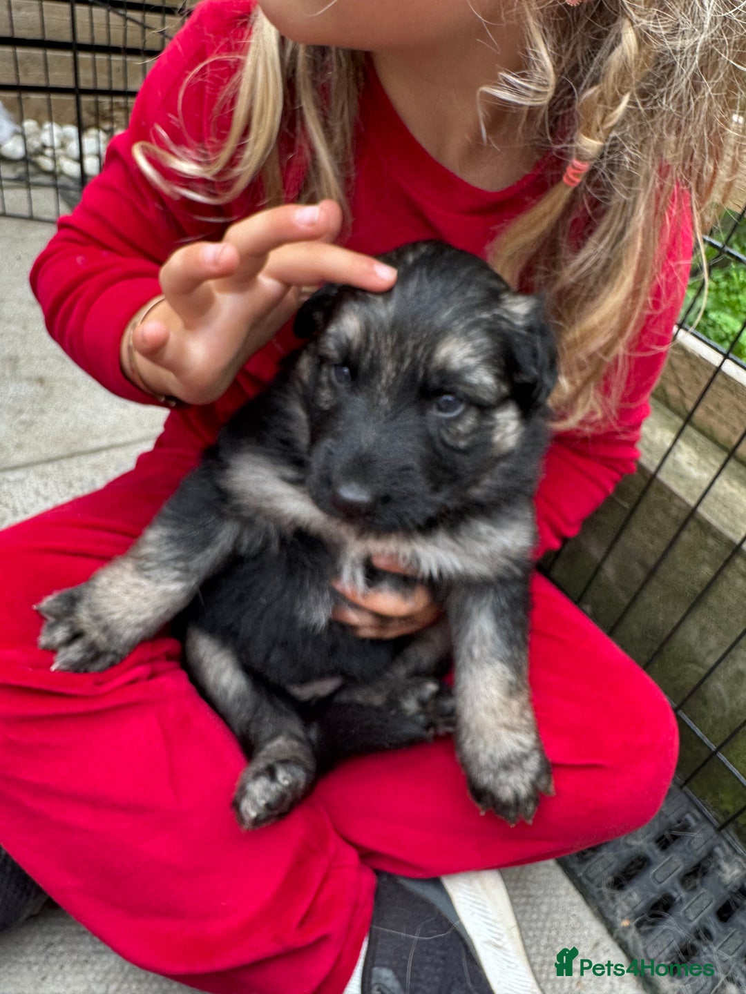 German Shepherd dogs for sale: Stunning top quality German shepherd puppies - Image 17