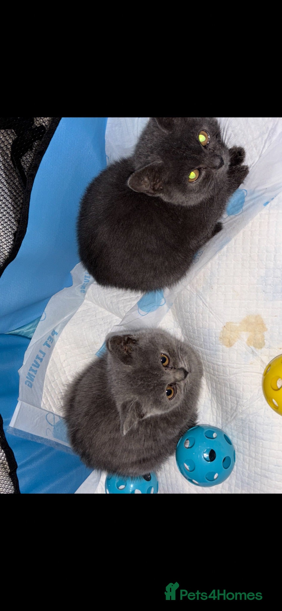 British Shorthair cats British short hair male and female for sale - Advert 16