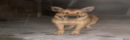 Belgian Shepherd Dog dogs for stud: 🐾 Kairo – Available for Stud 🐾 - Advert 5