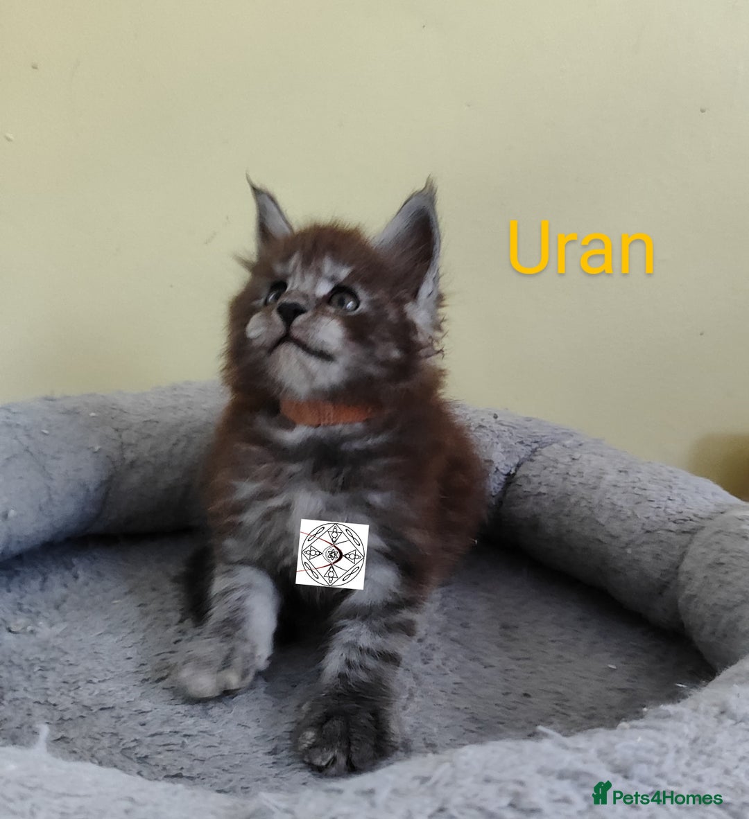 Maine Coon cats for sale: Absolutelly gorgeous kittens  - Image 8