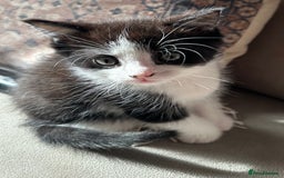 Domestic Shorthair cats for sale: 4 kittens  - Image 3