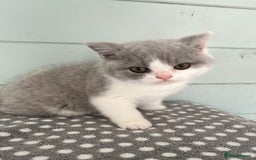 British Shorthair cats for sale: Blue bio-colour girl - Image 3