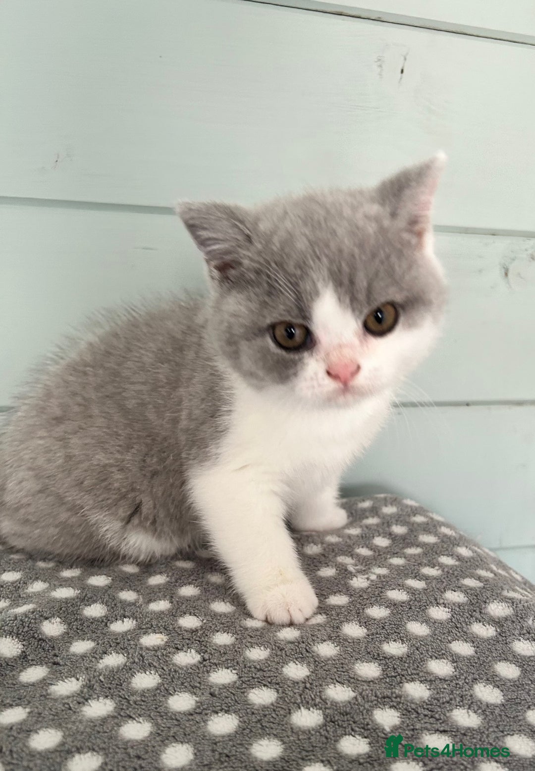 British Shorthair cats for sale: Blue bio-colour girl - Image 3