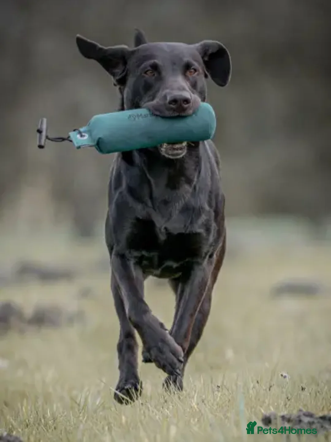 Labrador Retriever dogs for sale: Superb fully health tested chocolate labrador pups - Advert 5