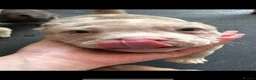 American Bully dogs for sale: Abkc pocket bully's in Barnsley - Advert 8