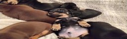 Miniature Dachshund dogs for sale: Miniature dachshund puppies - Advert 34