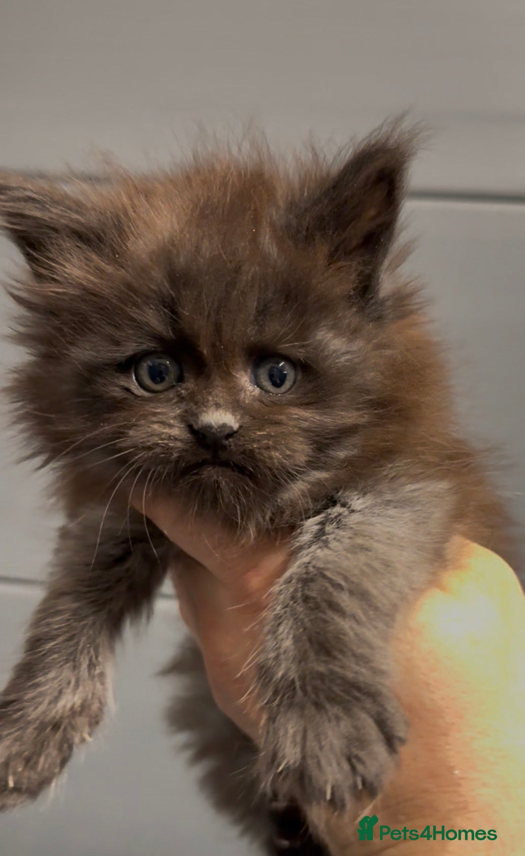 Maine Coon cats XL black smoke female Russia bloodlines  - Advert 10