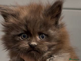 Maine Coon cats XL black smoke female Russia bloodlines - Advert 10