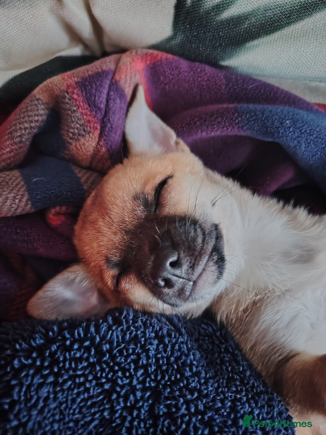 Pomchi dogs for sale: Pomchi girl phoebe  - Advert 15