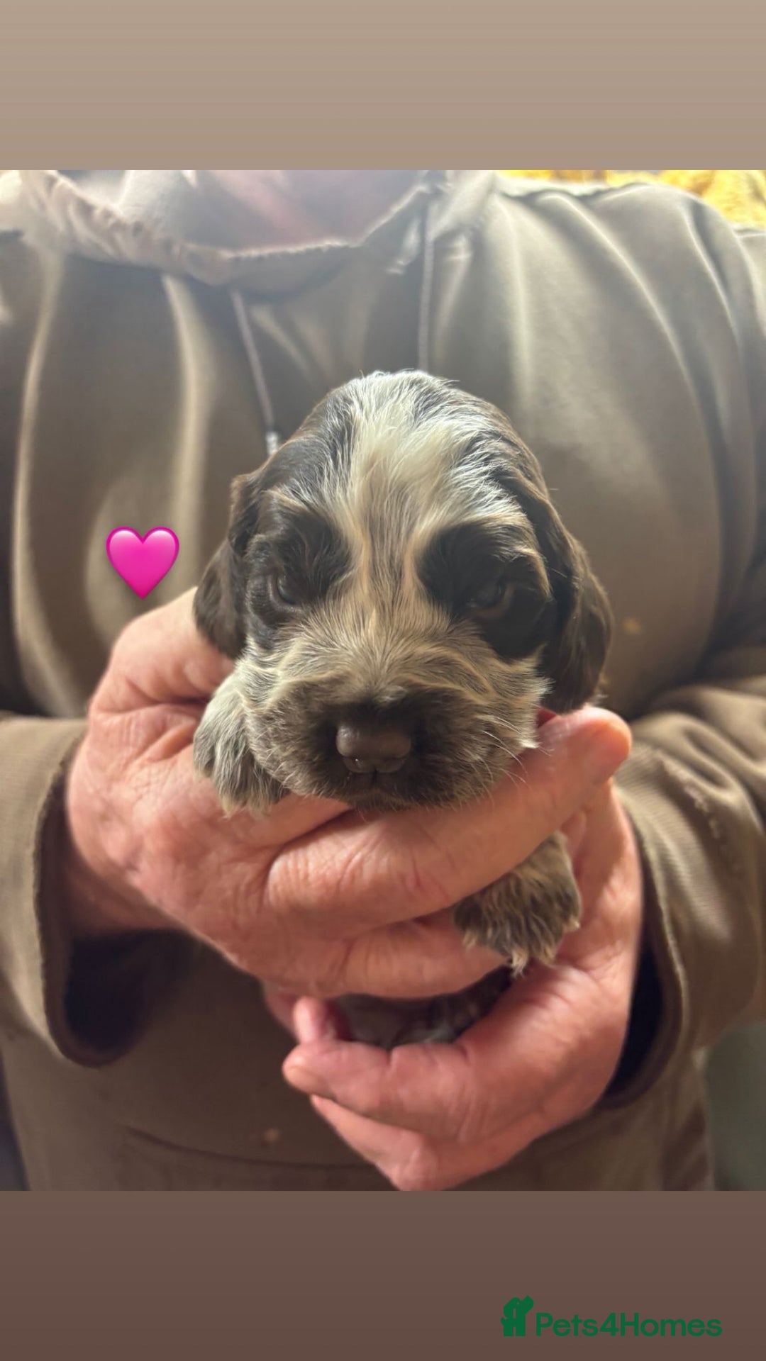 Cocker Spaniel dogs for sale: CHOCOLATE ROAN SHOW COCKER SPANIELS - Image 2