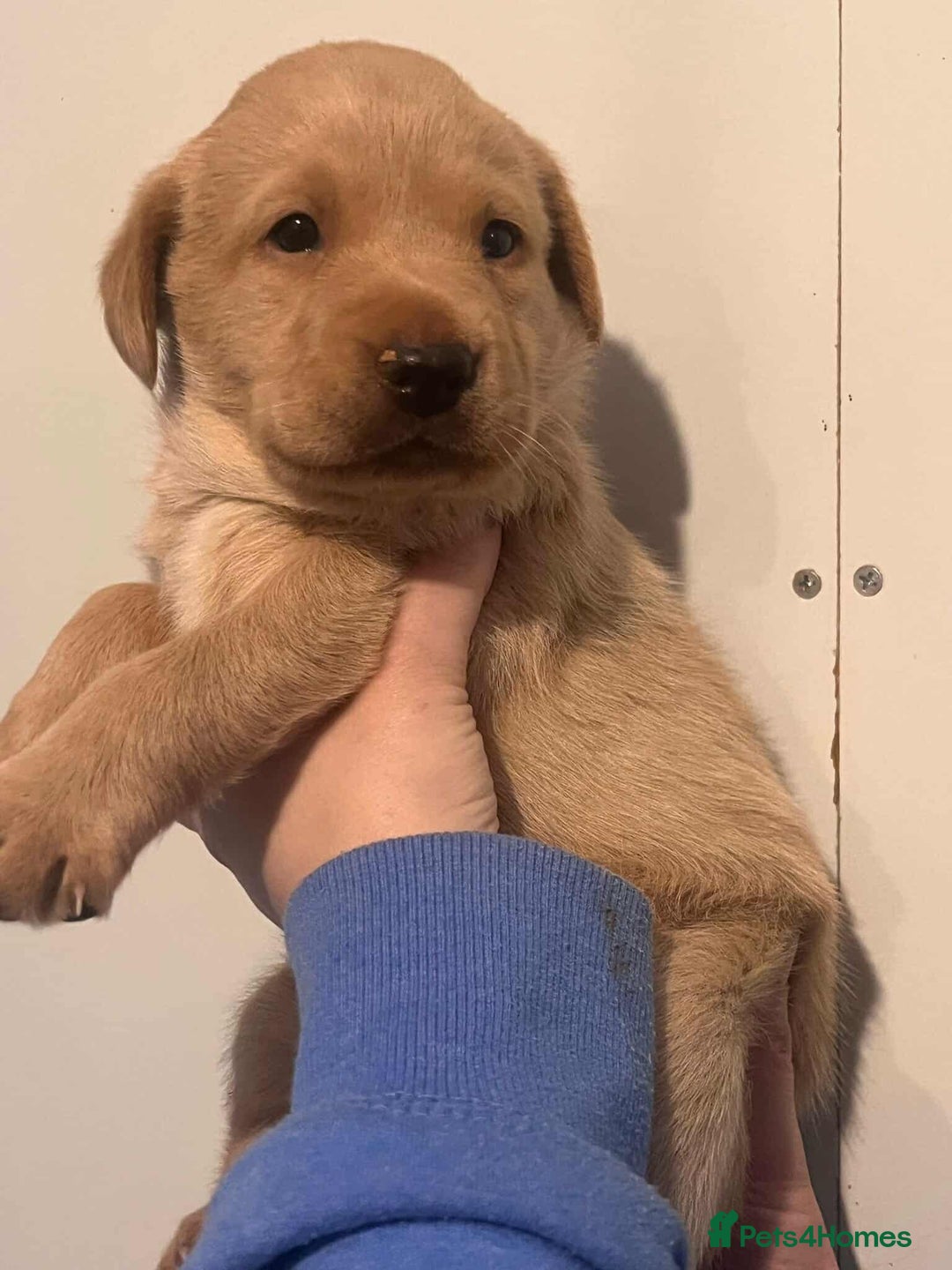 Labrador Retriever dogs for sale: Working Pedigree Yellow Lab pups champion lines - Advert 7