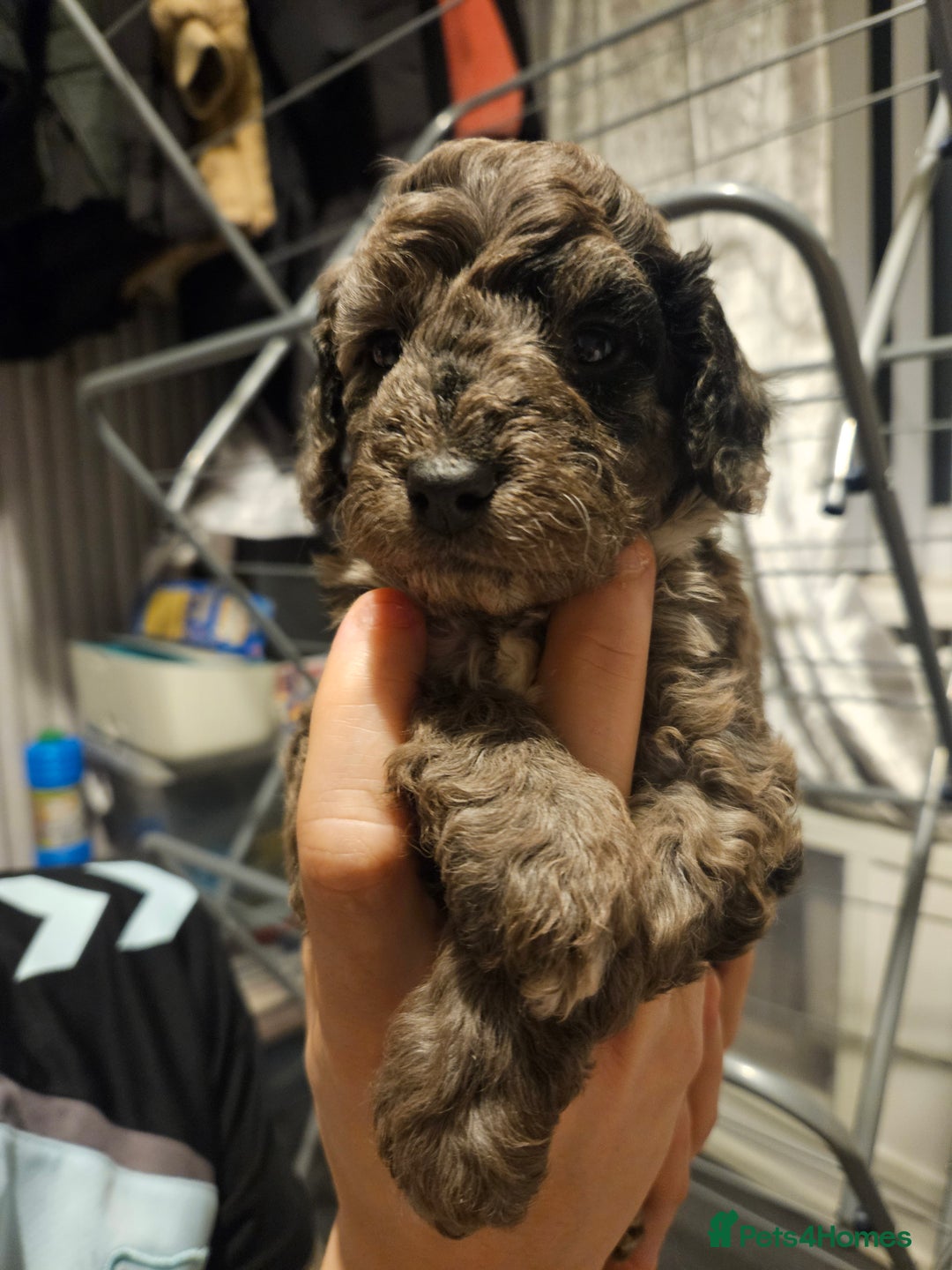 Cavapoo dogs for sale: Beautiful toy cavapoos  - Advert 13