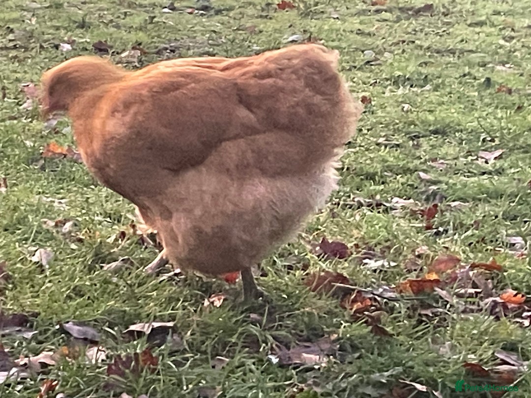 Chickens poultry for sale: Buff orpington. Pure Breed - Advert 4