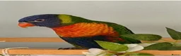 Lories birds for sale: FOR SALE - Advert 1