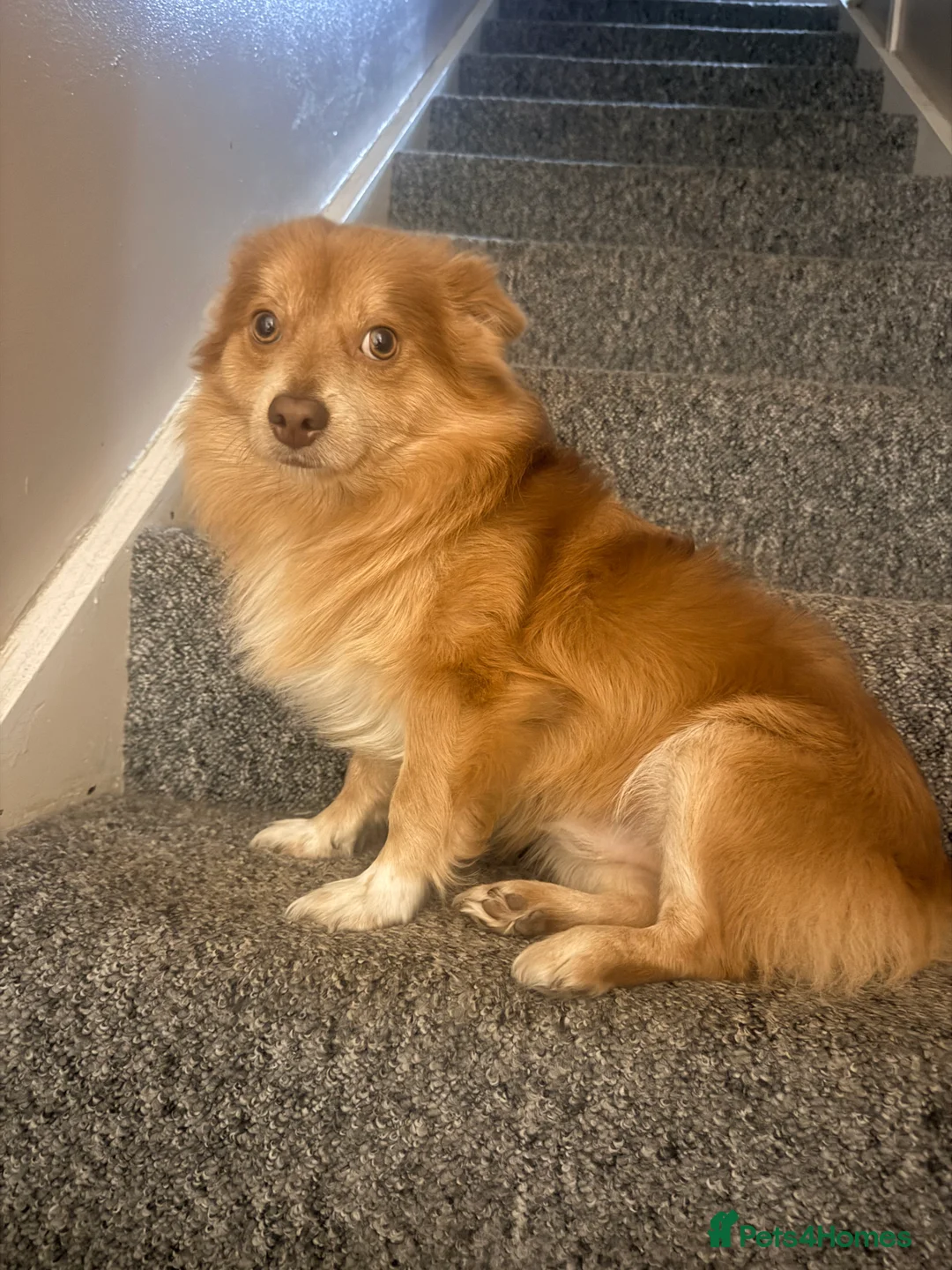 Mixed Breed dogs for sale: German spitz mix with pomchi  - Advert 13
