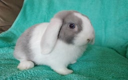 Mini Lop rabbits for sale: Baby mini lop for sale  - Image 4