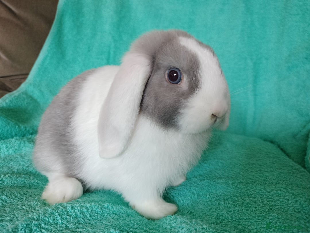 Mini Lop rabbits for sale: Baby mini lop for sale  - Image 4
