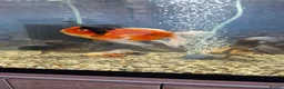 Fancy Goldfish fish for sale: Giant Oranda  - Advert 8