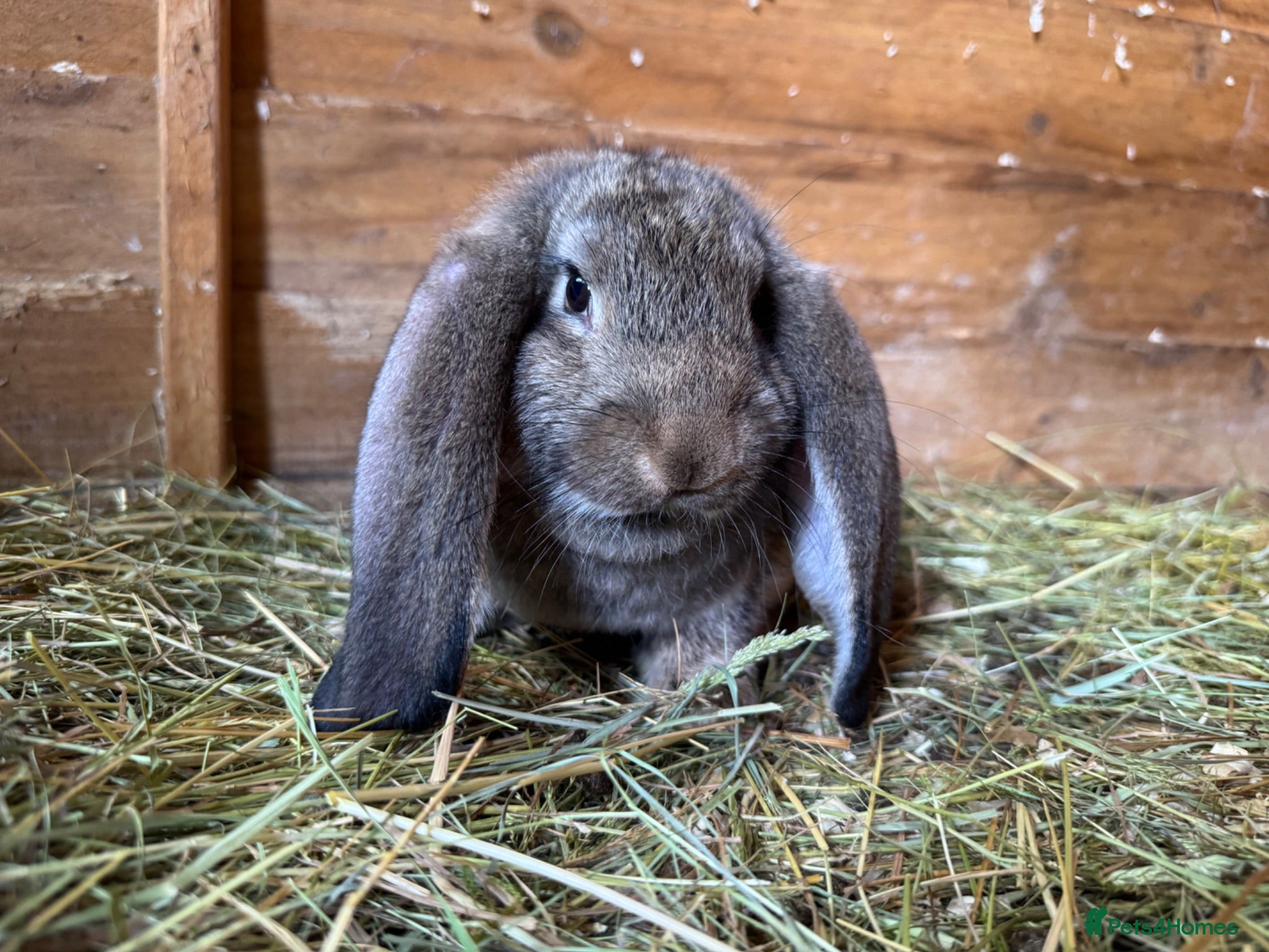 French Lop rabbits Quality Giant French Lops Ready - Advert 1