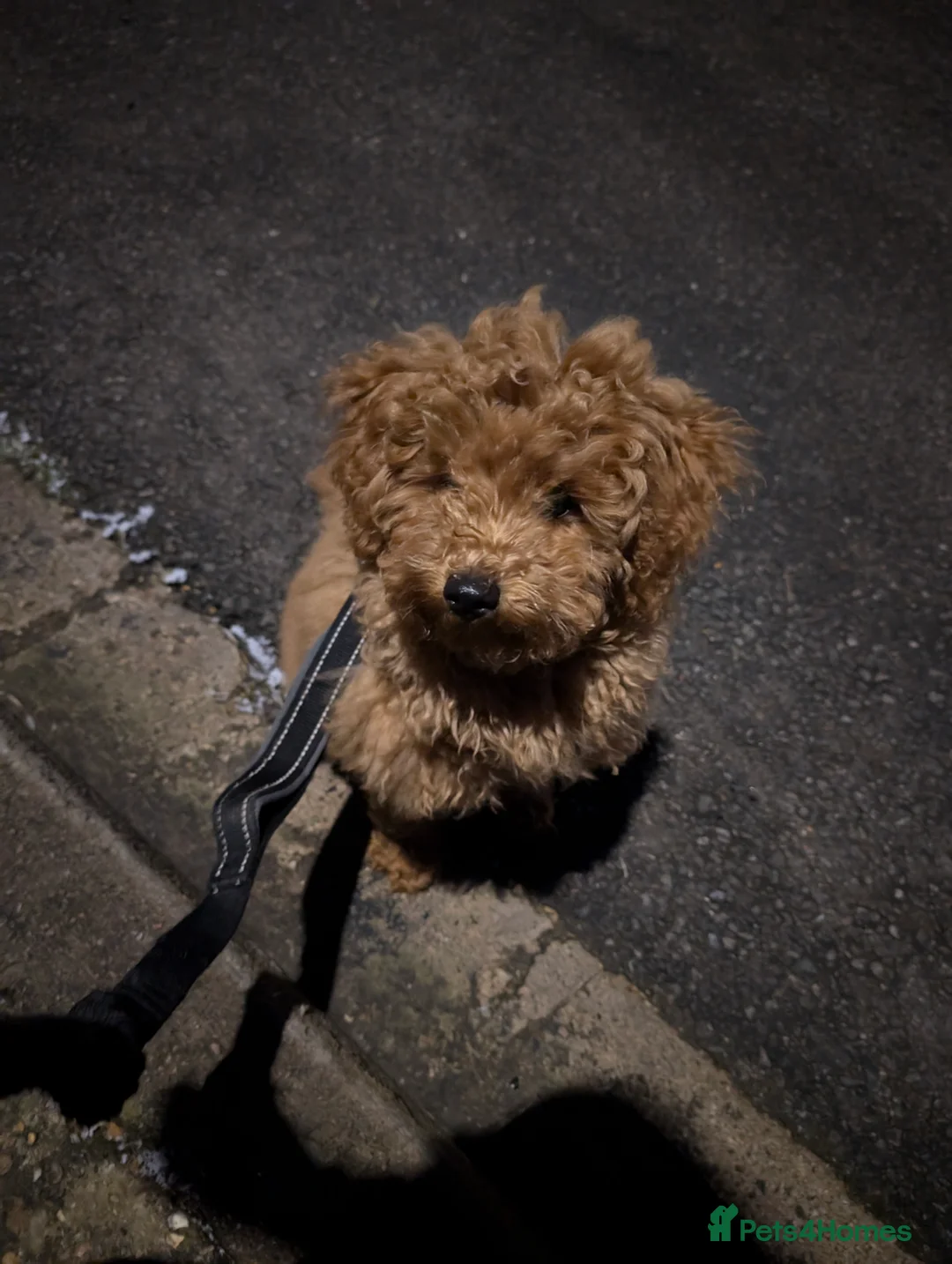 Maltipoo dogs for sale: Maltipoo puppies - Advert 20