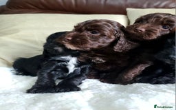 Cockapoo dogs for sale: F1 Cockapoo Puppies. Thick Coats. DNA tested - Image 12