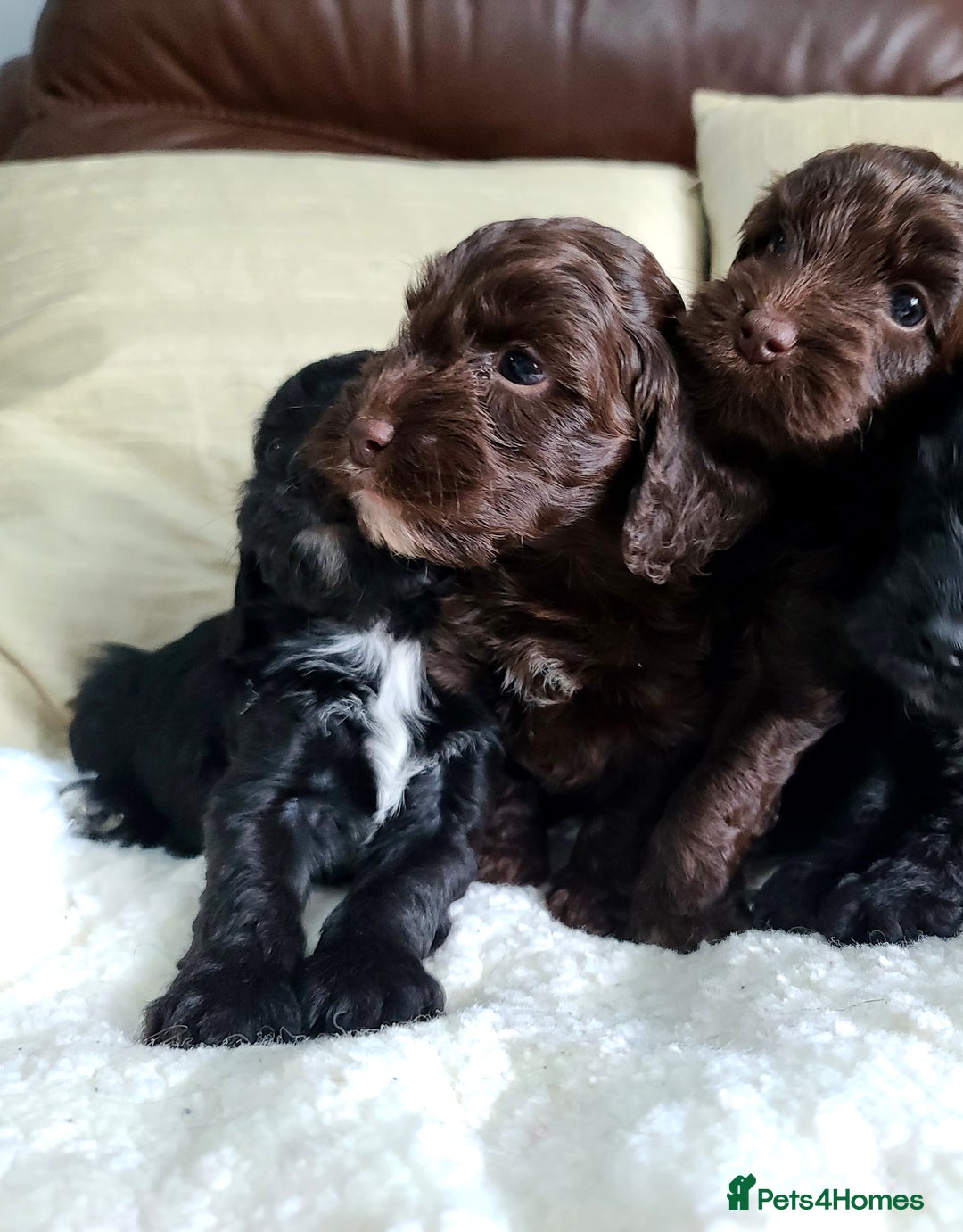 Cockapoo dogs for sale: F1 Cockapoo Puppies. Thick Coats. DNA tested - Image 12