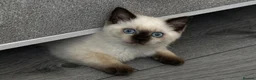 British Shorthair cats for sale: British shorthair kittens ready to leave. - Advert 2