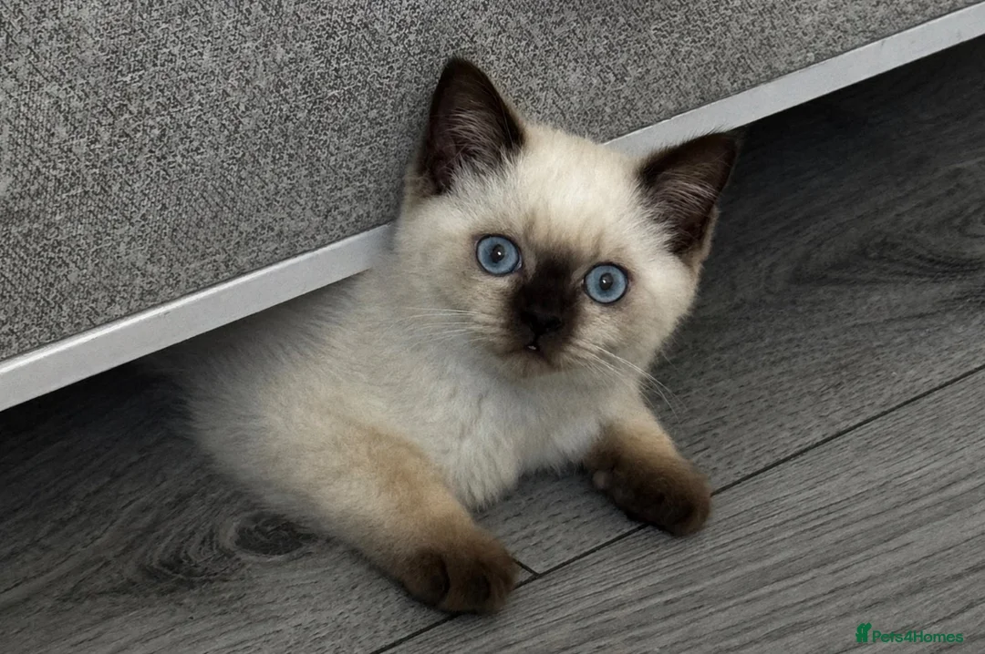 British Shorthair cats for sale: British shorthair kittens ready to leave. - Advert 2