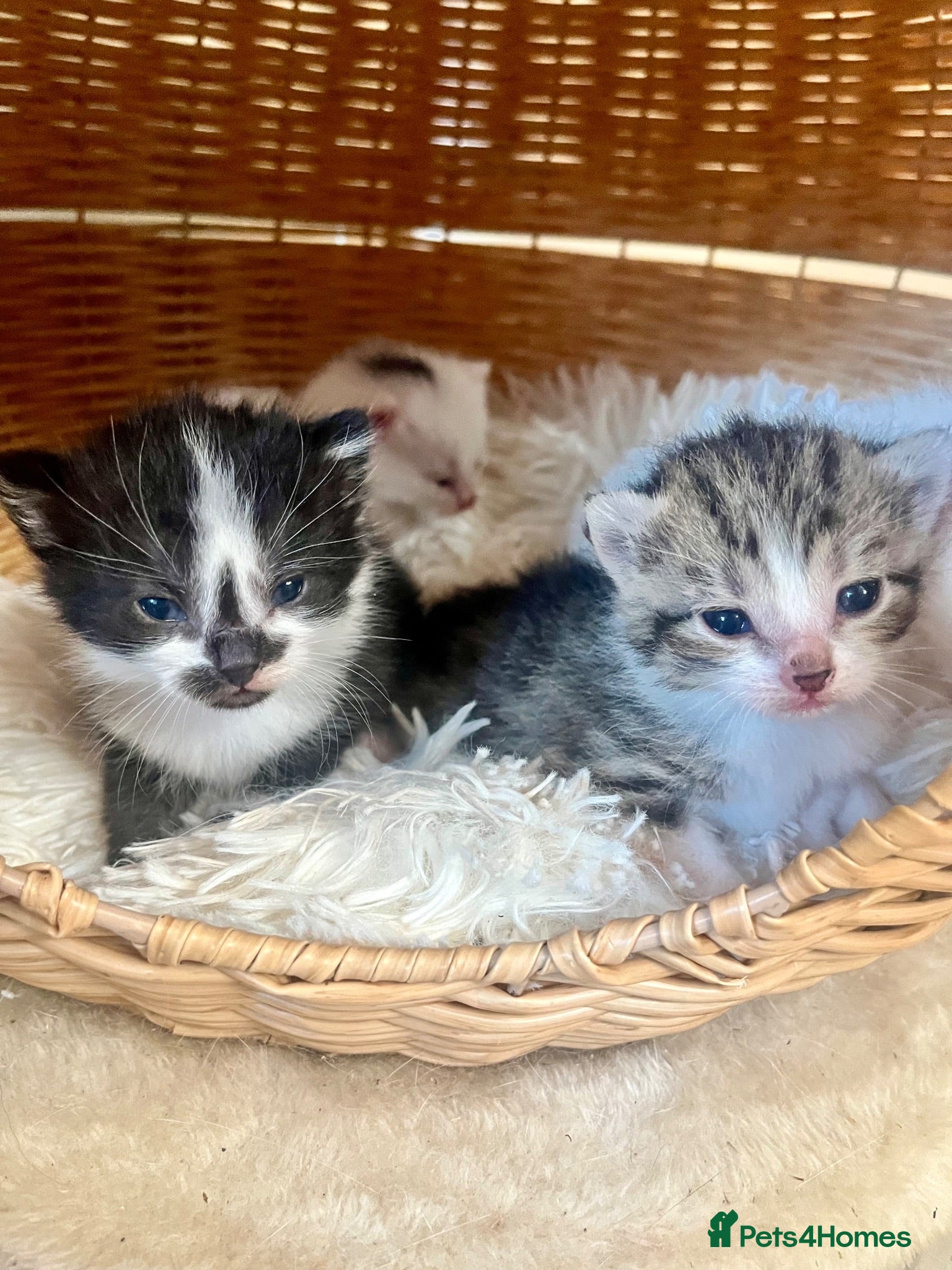 Turkish Angora cats Four Adorable Kittens!  - Advert 2